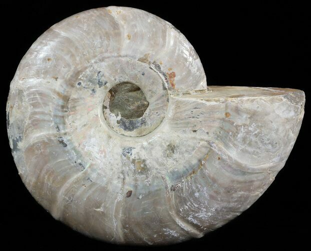 Fossil Ammonite (Beudanticeras?) - Madagascar #51514